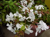 Флокс яйцевидный – Phlox ovata L.