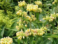 Фломис Рассела – Phlomis russeliana (Sims.) Behth. (1)