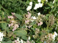 Фломис колючий – Phlomis pungens Willd.