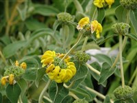 Фломис кустарниковый – Phlomis fruticosa L.