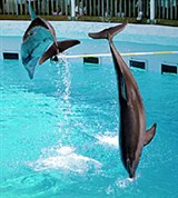 Флорида (дельфинариум)
