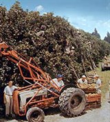 Флорида (уборка цитрусовых)