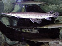 Флоридский панцирник (Lepisosteus platyrhyncus)