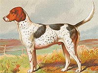 Фоксхаунд (рисунок)