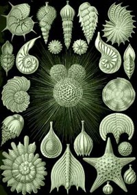 Фораминиферы