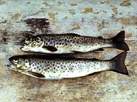 Форель ручьевая