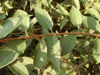 Форсайтия Джиральда – Forsythia giraldiana Lingl.