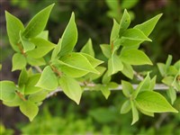 Форсайтия европейская – Forsythia europaea Deg. & Bald.