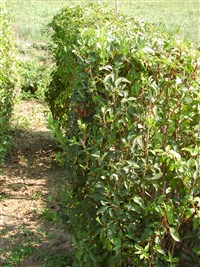 Форсайтия промежуточная, средняя – Forsythia x intermedia Zab. (1)