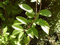 Форсайтия свисающая – Forsythia suspensa (Thunb.) Vahl.