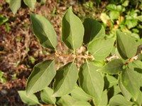 Форсайтия яйцевидная – Forsythia ovata Nak.