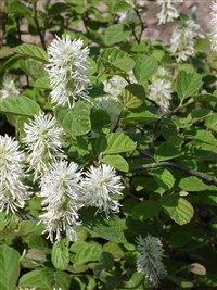Фортенгилла Гардени, мелколистная, каролинская – Fothergilla gargenii Murray. (1)