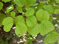 Фортенгилла большая – Fothergilla major Lodd. (1)