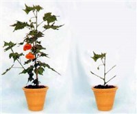 Фотопериодизм