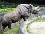 Франкфуртский зоопарк (носорог)