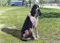 Французская гончая