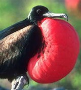 Фрегат (самец)