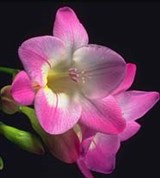 Фрезия (цветок)