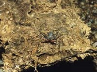 Фрин (жгутоногий паук)