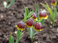 Фритиллярия Михайловского – Fritillaria michailovskyiFomin.