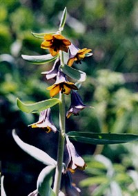 Фритиллярия Северцева, корольковия Северцева, алга – Fritillaria sewerzowii Reg.