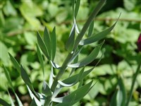 Фритиллярия персидская – Fritillaria persica L. (1)