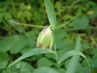 Фритиллярия пурпурная – Fritillaria atropurpurea Nutt.