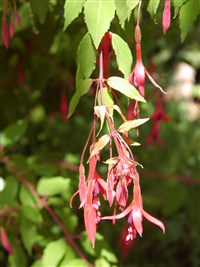 Фуксия магелланская, изящная – Fuchsia magellanica Lam. (1)