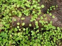 Фуксия распростертая – Fuchsia procumbens A.Cunn.