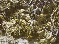 Фукус (при отливе)