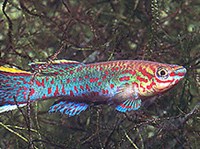 Фундулопанхакс Гарднера (Fundulopanchax gardneri gardneri)