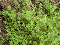 Фуопсис столбиковый – Phuopsis stylosa (Griseb.) Hook.f. (1)