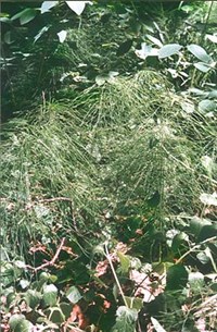 ХВОЩ (лесной)