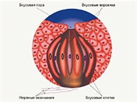 ХЕМОРЕЦЕПТОРЫ (вкусовые сосочки)