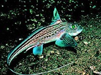 ХИМЕРОВЫЕ РЫБЫ (Европейская химера)