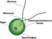 ХЛАМИДОМОНАДА