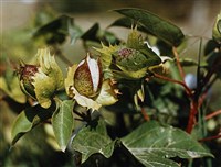 ХЛОПЧАТНИК ОБЫКНОВЕННЫЙ