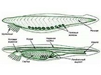 ХОРДА (в анатомии)