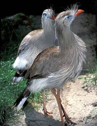 ХОХЛАТАЯ СЕРИЕМА (пара)