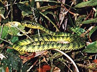 ХРАМОВАЯ КУФИЯ (Trimeresurus waglery)