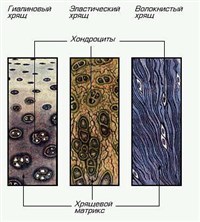 ХРЯЩ (хрящевая ткань)