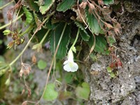 Хаберлея родопская – Haberlea rodopensis Friv.