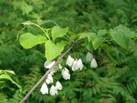 Халезия горная – Halesia monticola (Rehd.) Sarg.