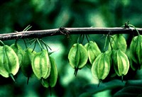 Халезия четырехкрылая, каролинская – Halesia tetraptera Ellis.