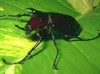 Халькозома атлас (Chalcosoma atlas)