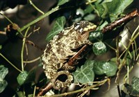 Хамелеоны (хамелеон Оуэна)