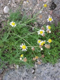 Хамемелюм благородный, римская ромашка – Chamaemelum nobile (L) All.