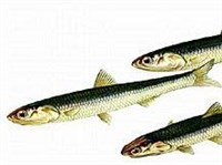 Хамса (Engraulis encrasicholus)