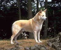 Ханаанская собака