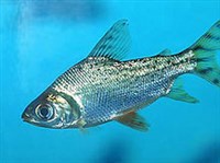 Харацинообразные (Семапрохилодус)